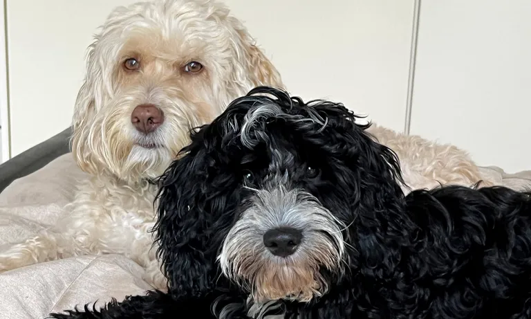 thumb-spring-be-image2024